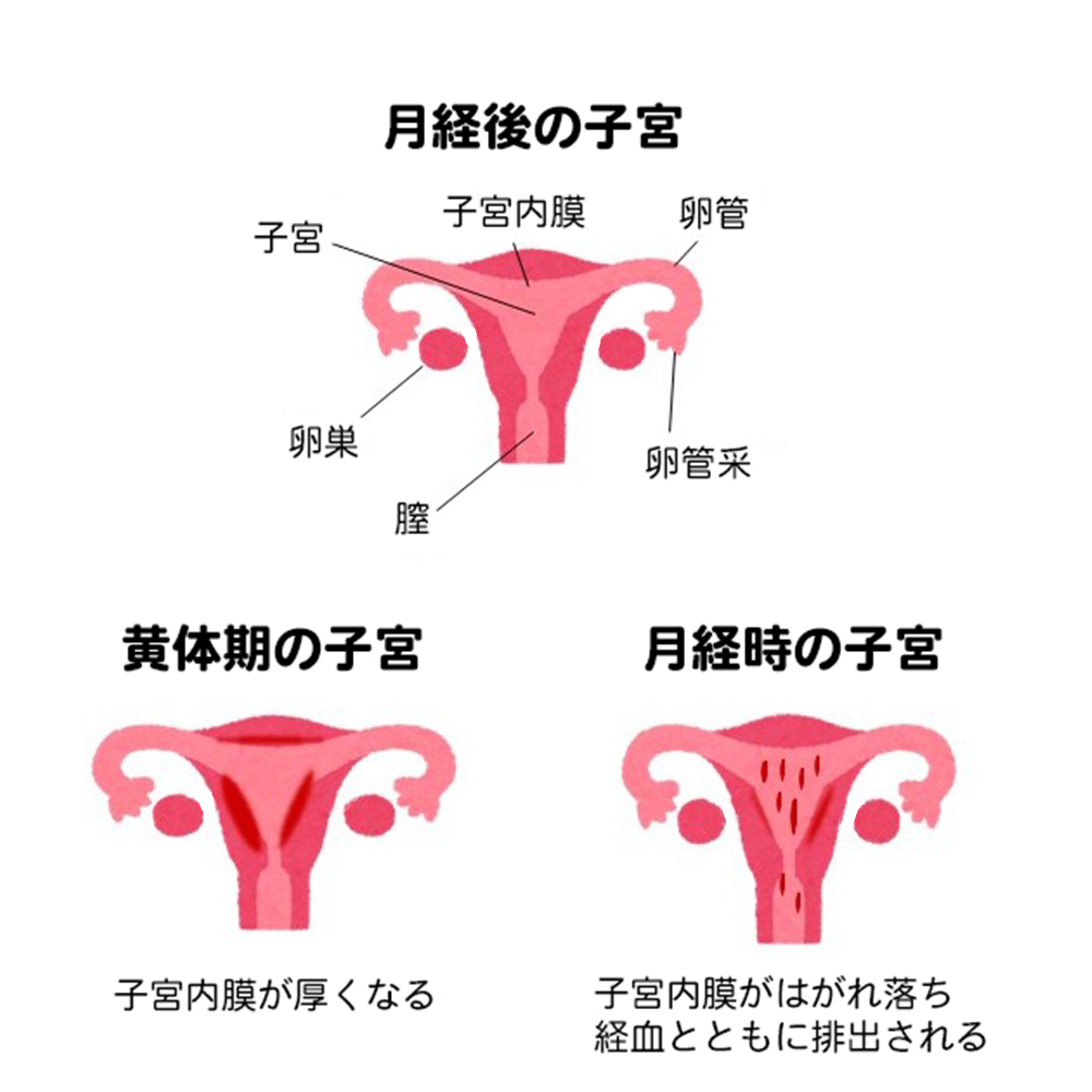 子宮と月経