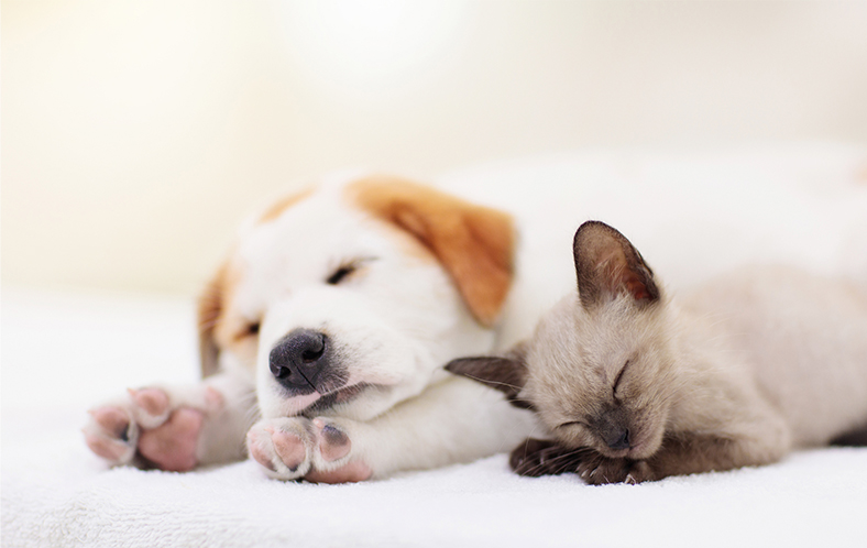 【その２】トキソプラズマは、「生肉」と「猫のトイレ」に注意